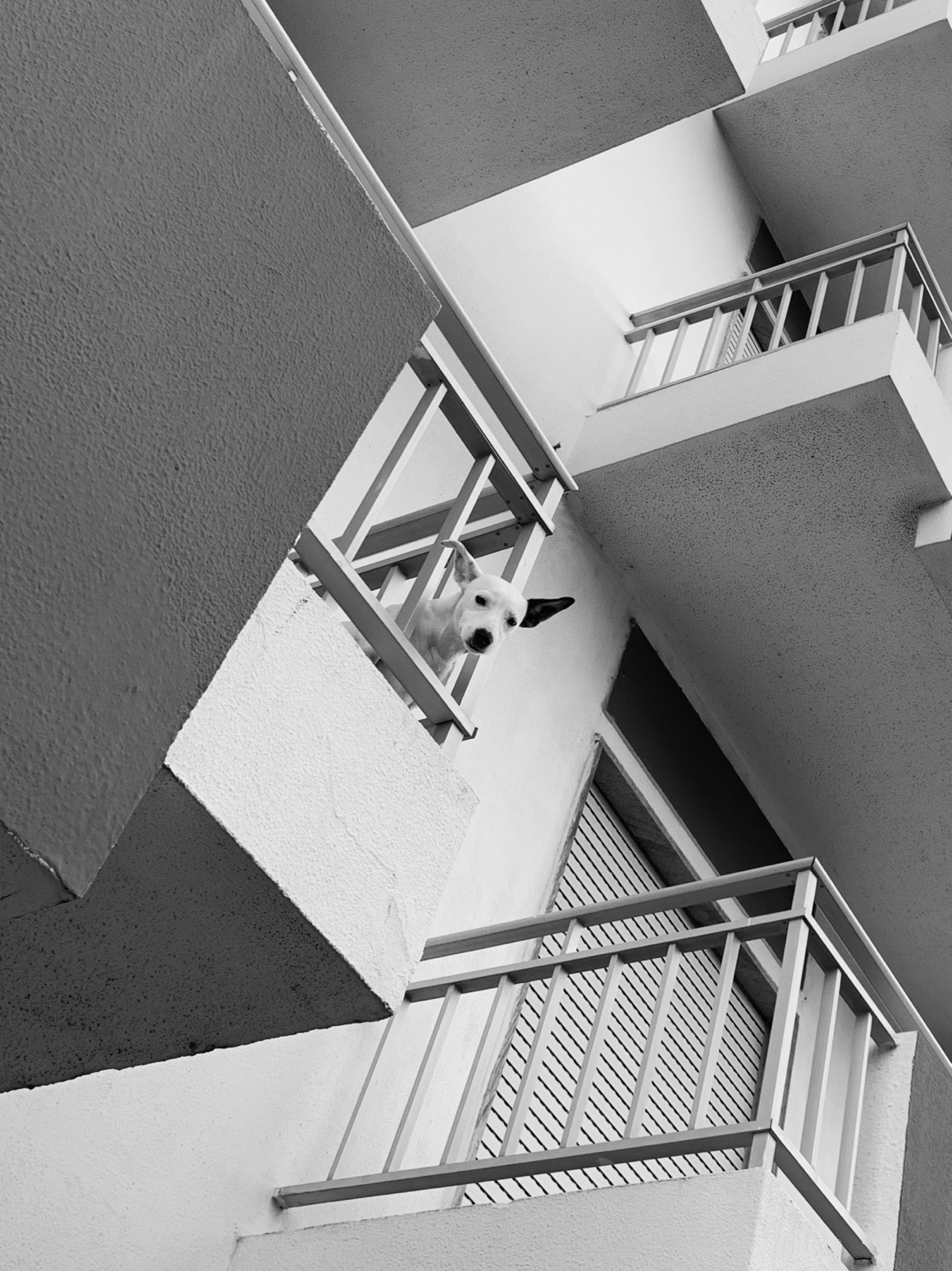 Architektur mit Hund auf einem Balkon